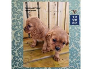 [New & Available]Cavalier King Charles, AMK Petshop, TIAN CHAI