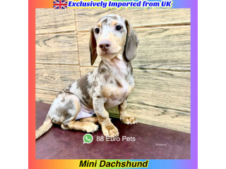 Mini Dachshund (Imported from UK) $5,888 Call 81352277 now 88 Eur