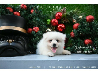 Japanese Spitz Puppies Available    