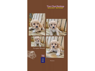 [New & Available]Cavapoo Pup Sale In AMK Petshop