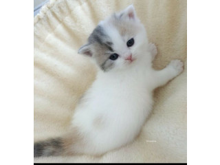 Adorable British Shorthair Kittens Available