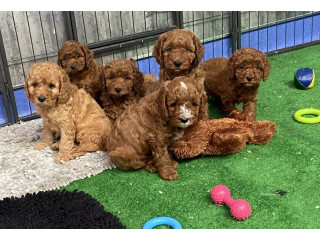 Adorable F1 Cavapoos Raised With Love 4 You