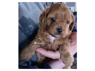 Pet puppies for sale dogs cavoodle cavapoo
