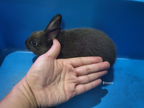 Netherland Dwarf Black Male Rabbit March 2022 adoption